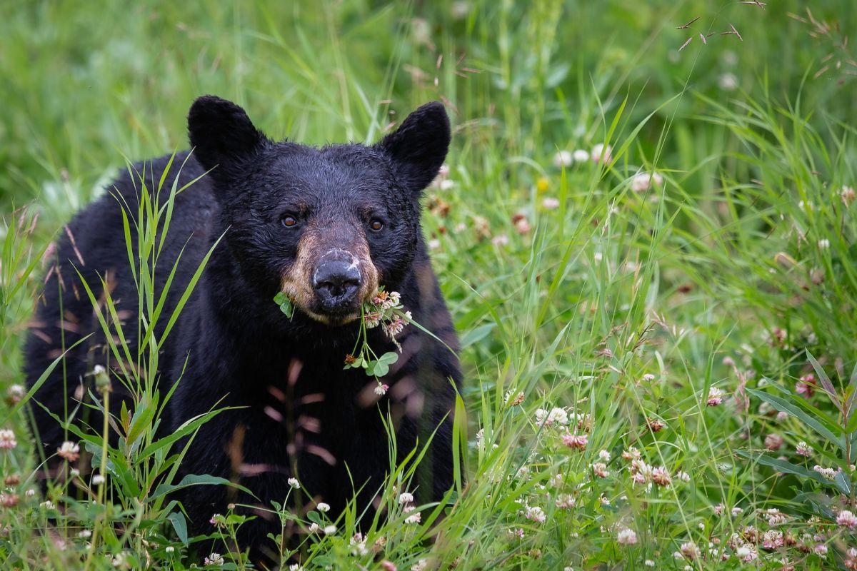 american black bear is one of the native animals of indiana