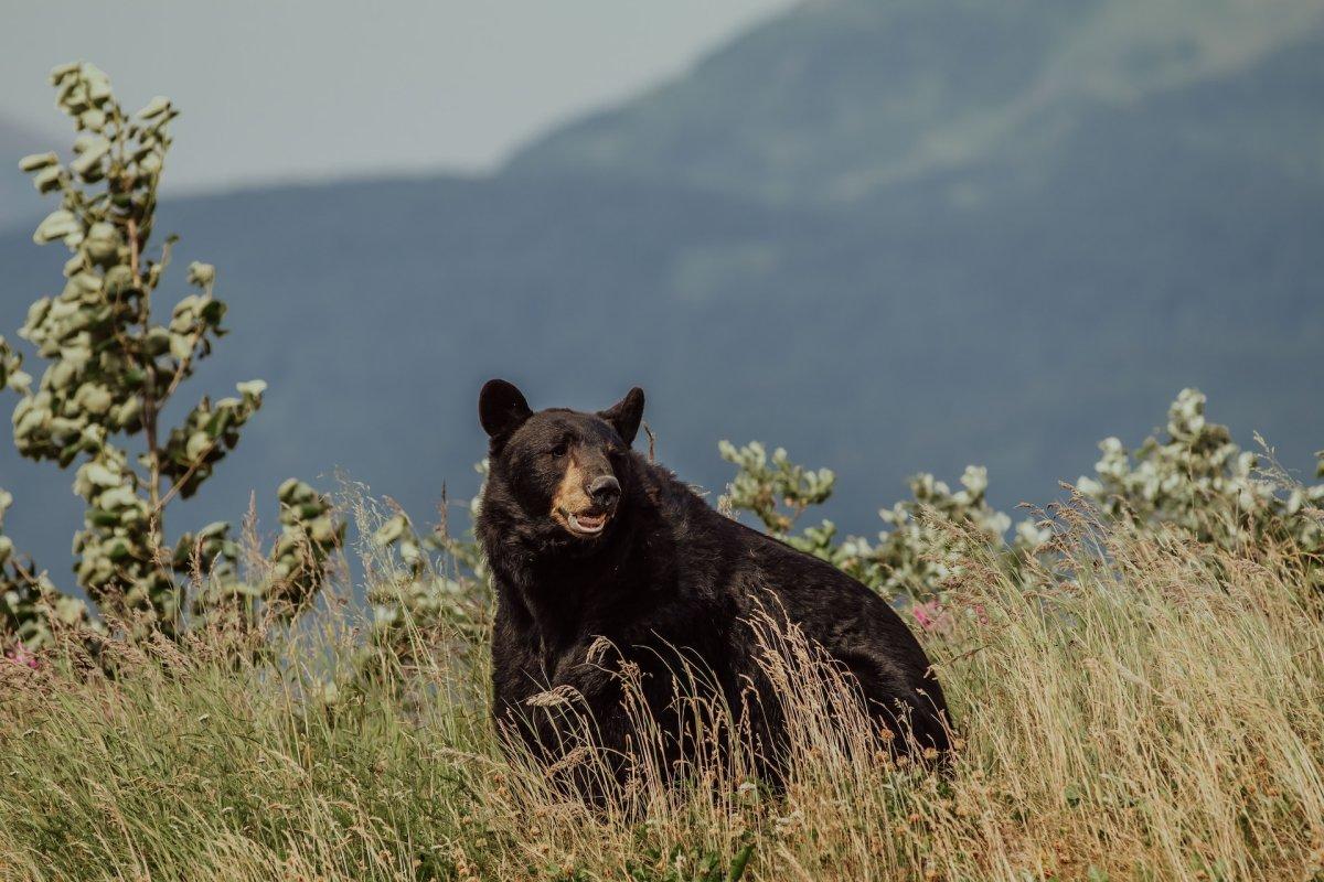 american black bear is part of the illinois animals list