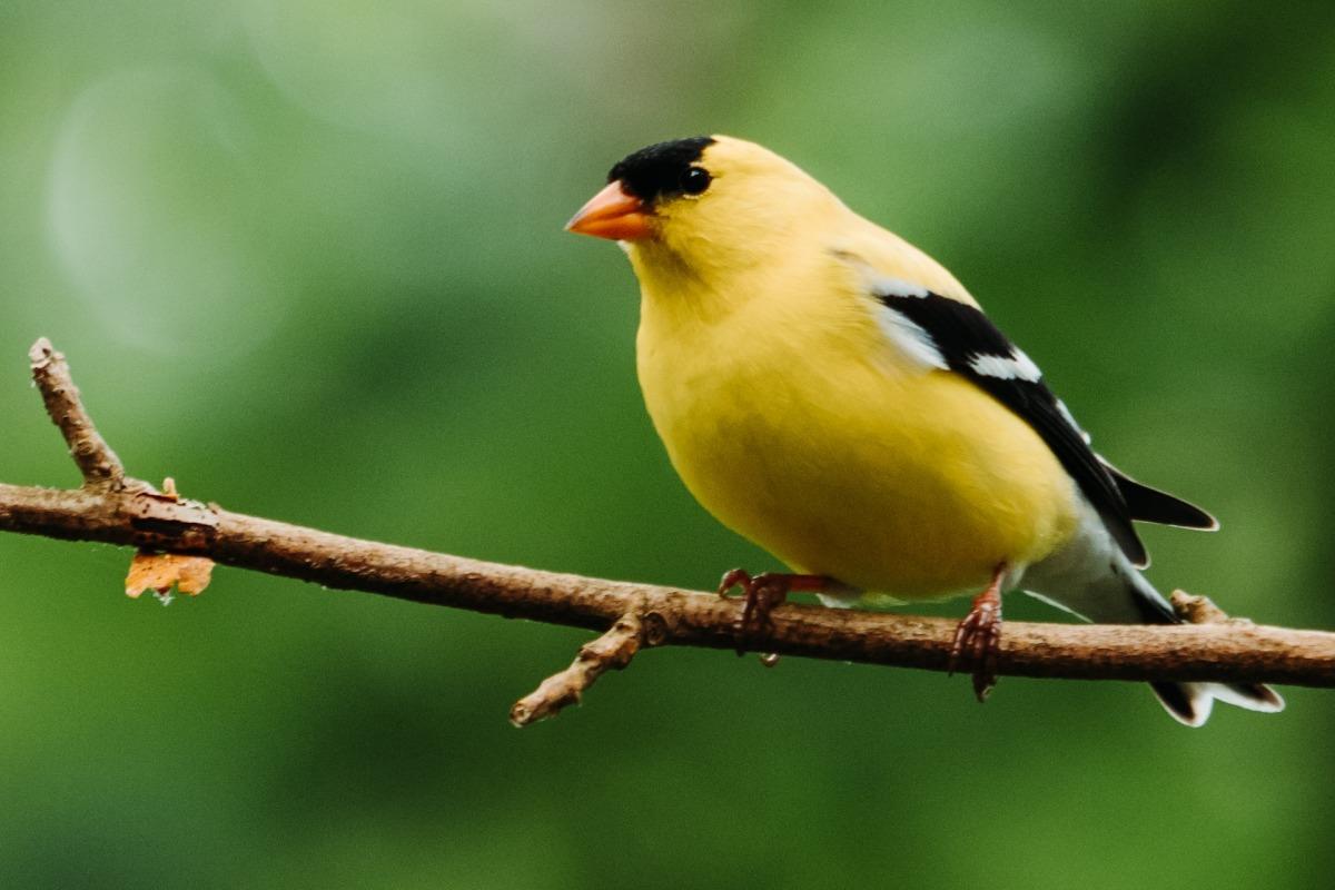 american goldfinch is iowa state animal