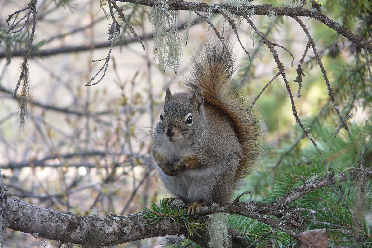 american red squirrel is among the state animals of iowa