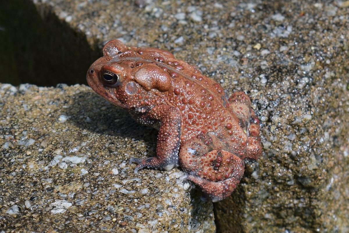 american toad is among the native alabama animals