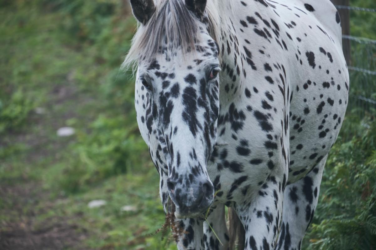 appaloosa is the state animal of idaho