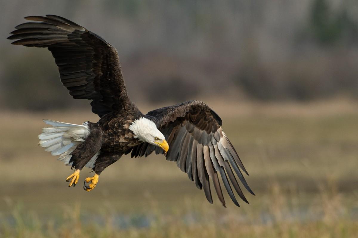 bald eagle is part of the indiana wildlife list