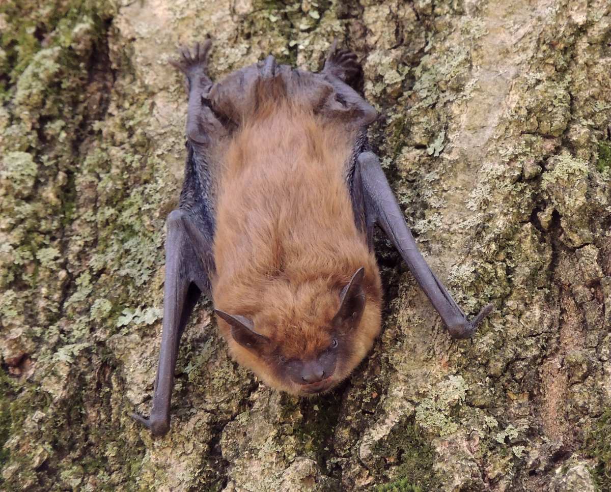 big brown bat is part of the animals in illinois list