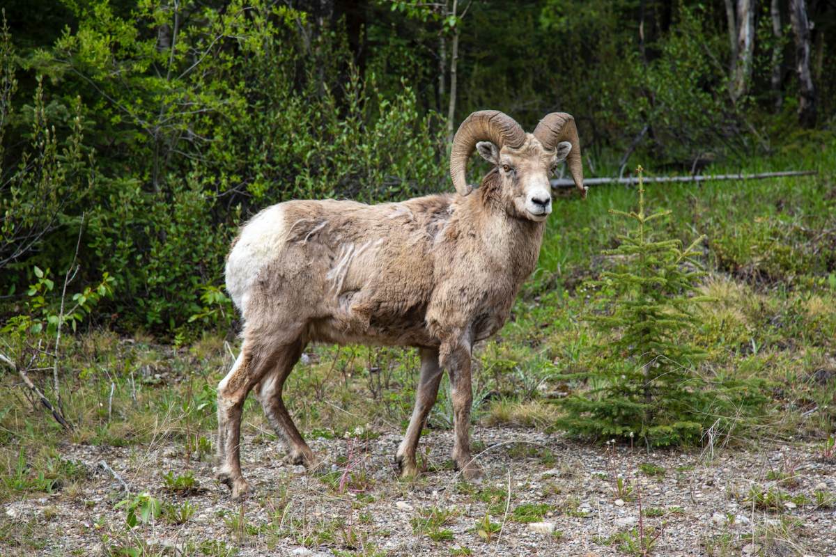 bighorn sheep is among the wild animals in idaho