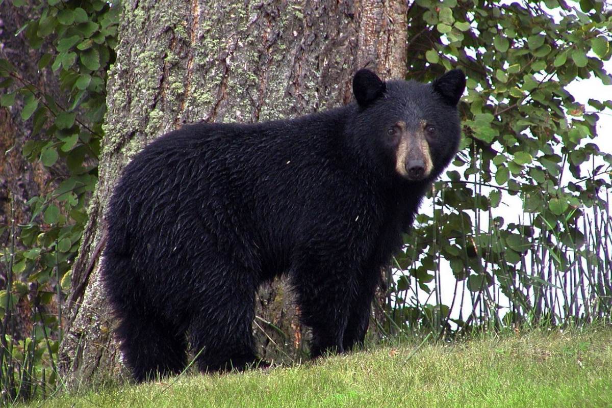 black bear is the alabama state animal