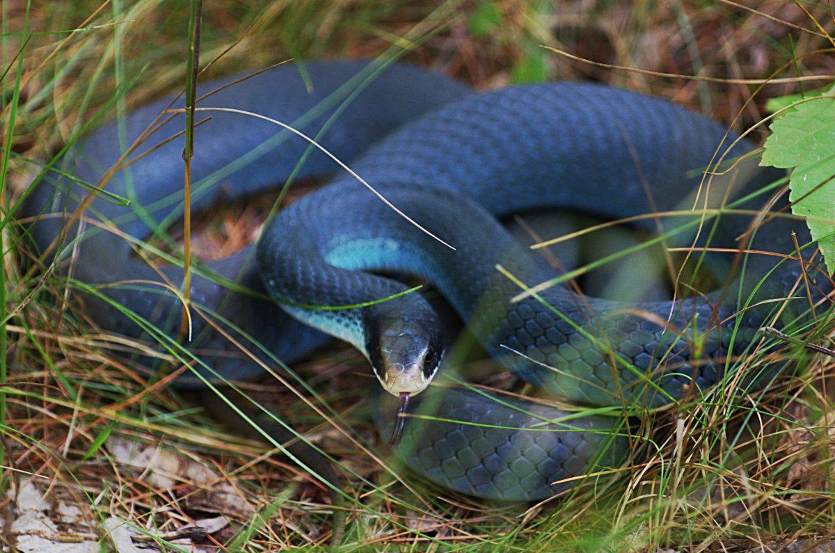 blue racer