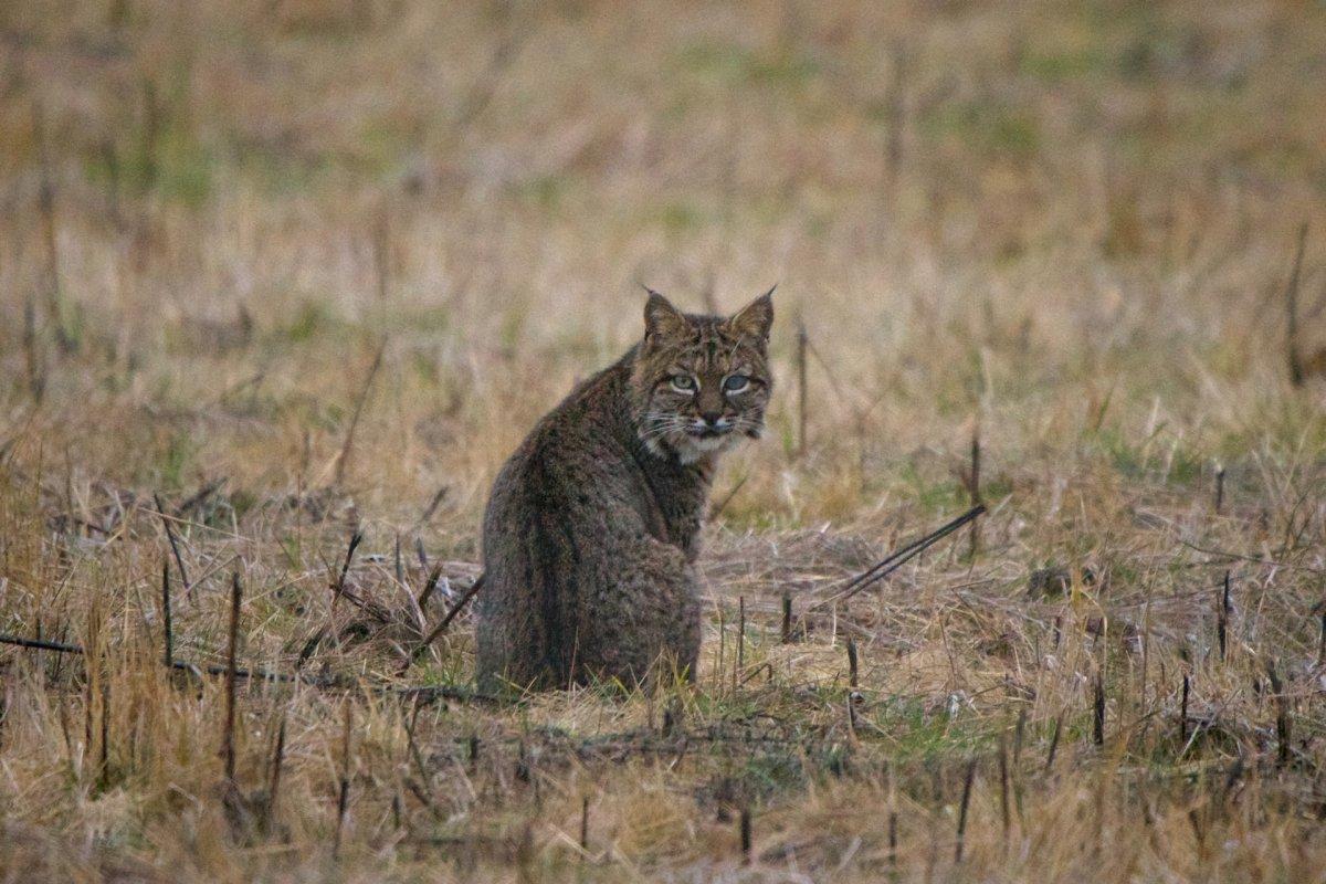 bobcat is among the common animals in illinois
