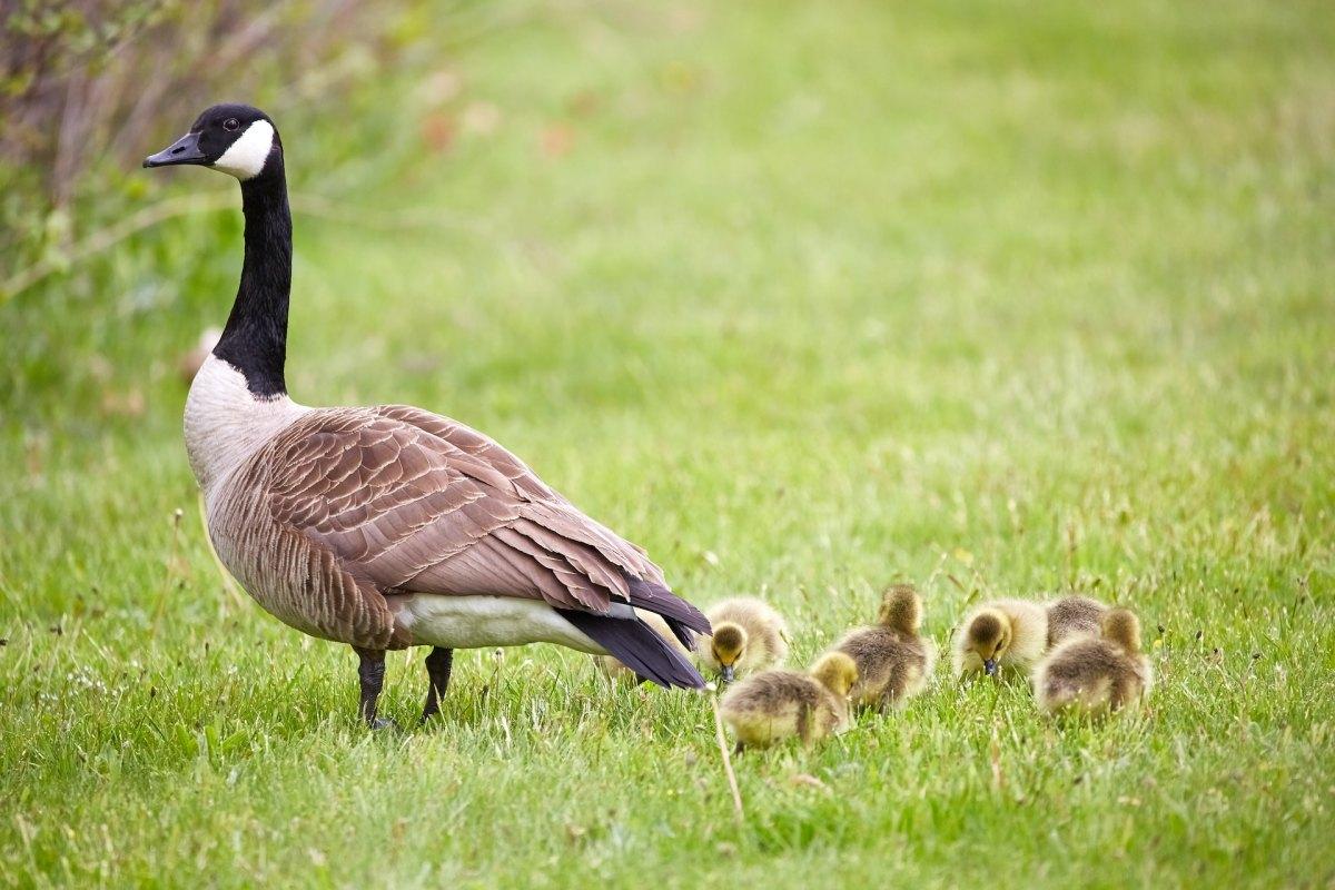 canada goose is part of the idaho wildlife