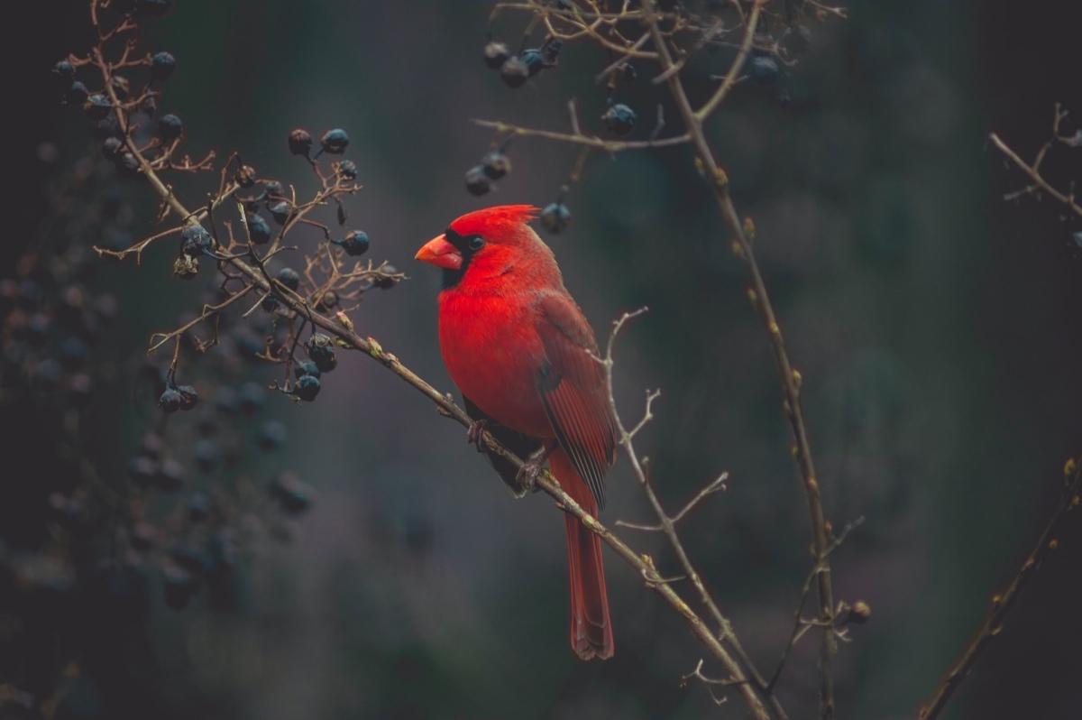 cardinal is the state animal for indiana