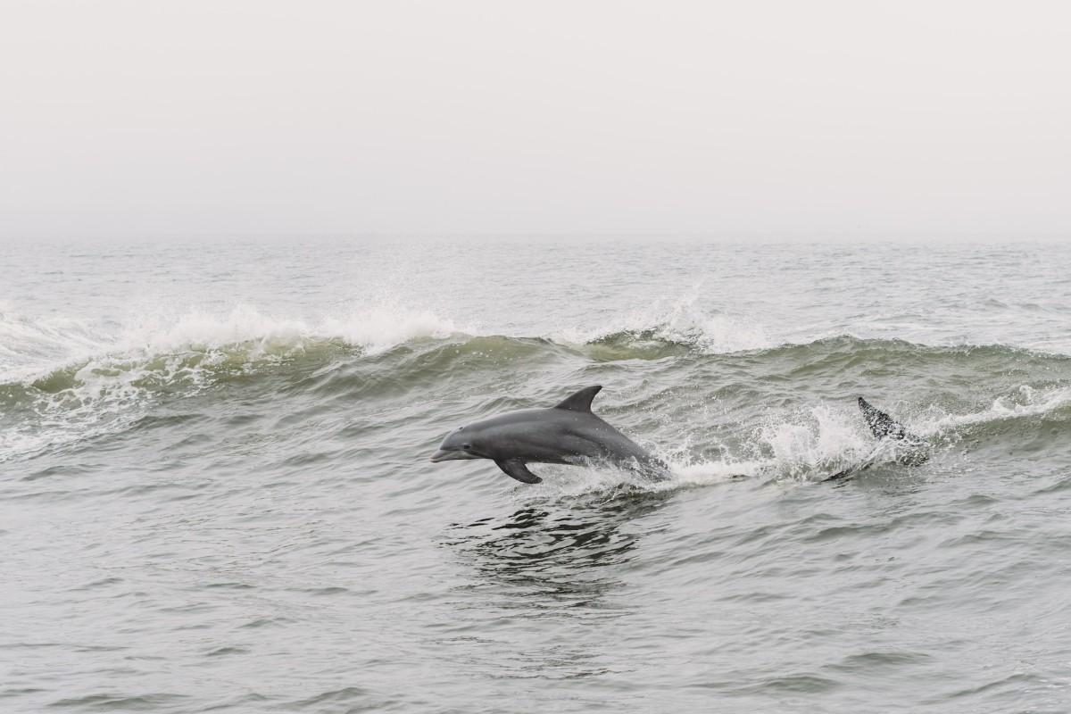 clymene dolphin is one of the animals found in alabama