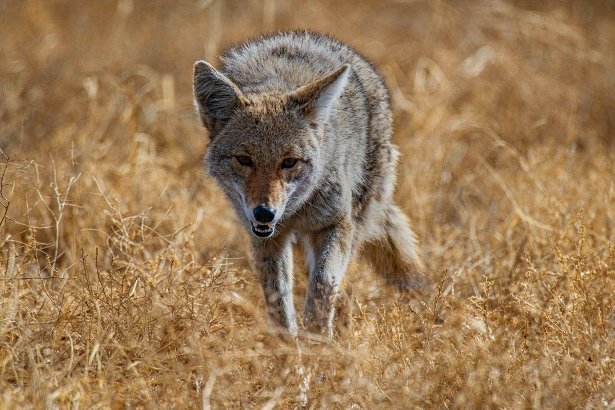 coyote is one of the animals that live in illinois