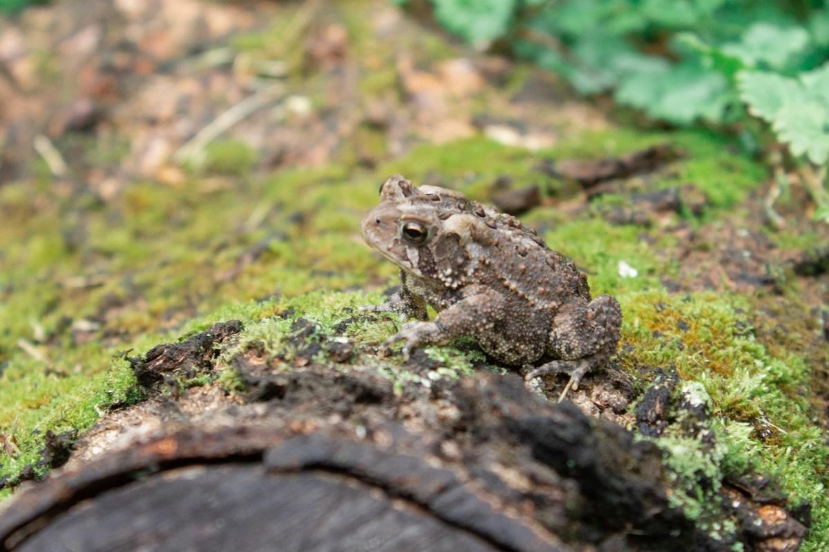 eastern american toad is part of the iowa wildlife