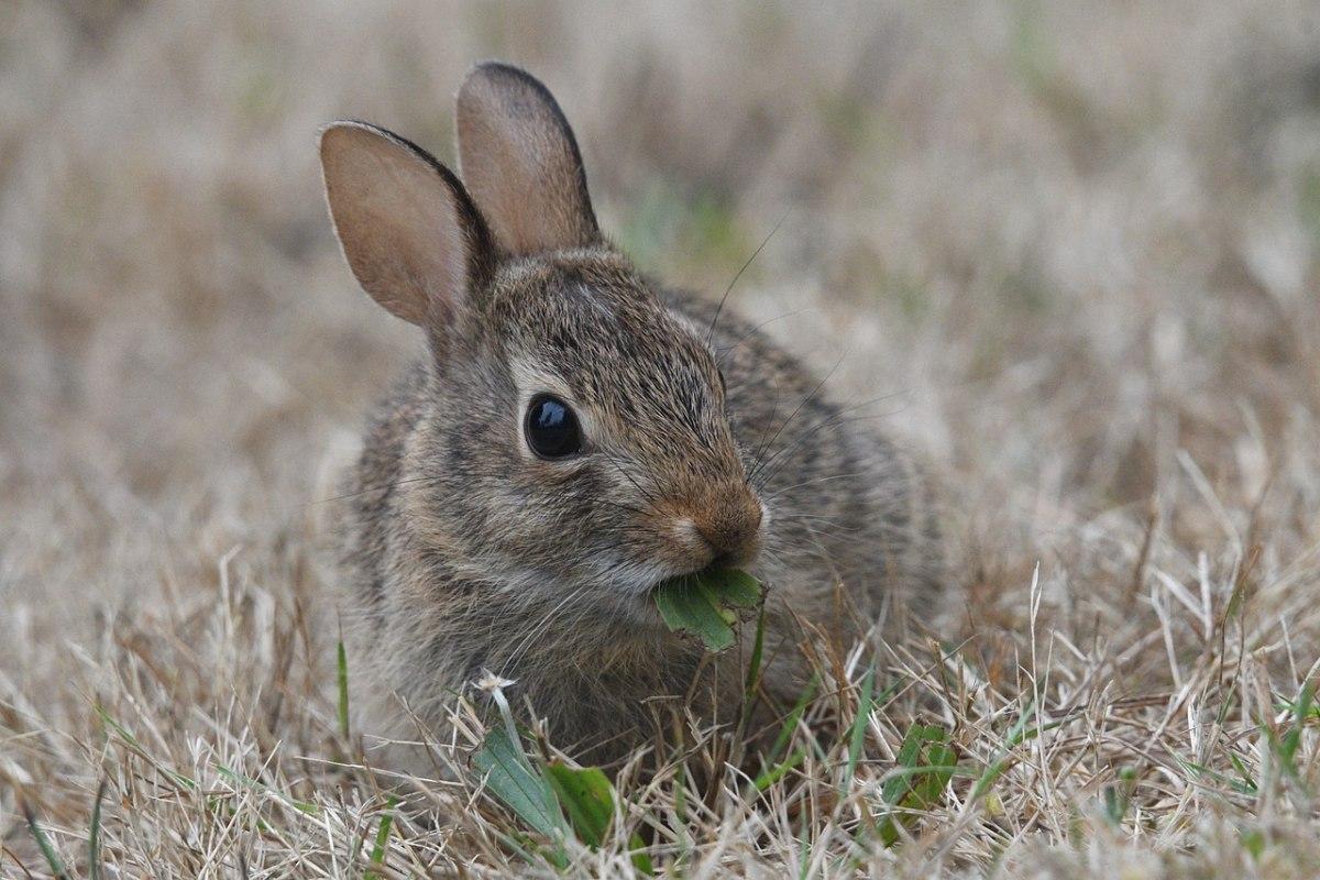 eastern cottontail