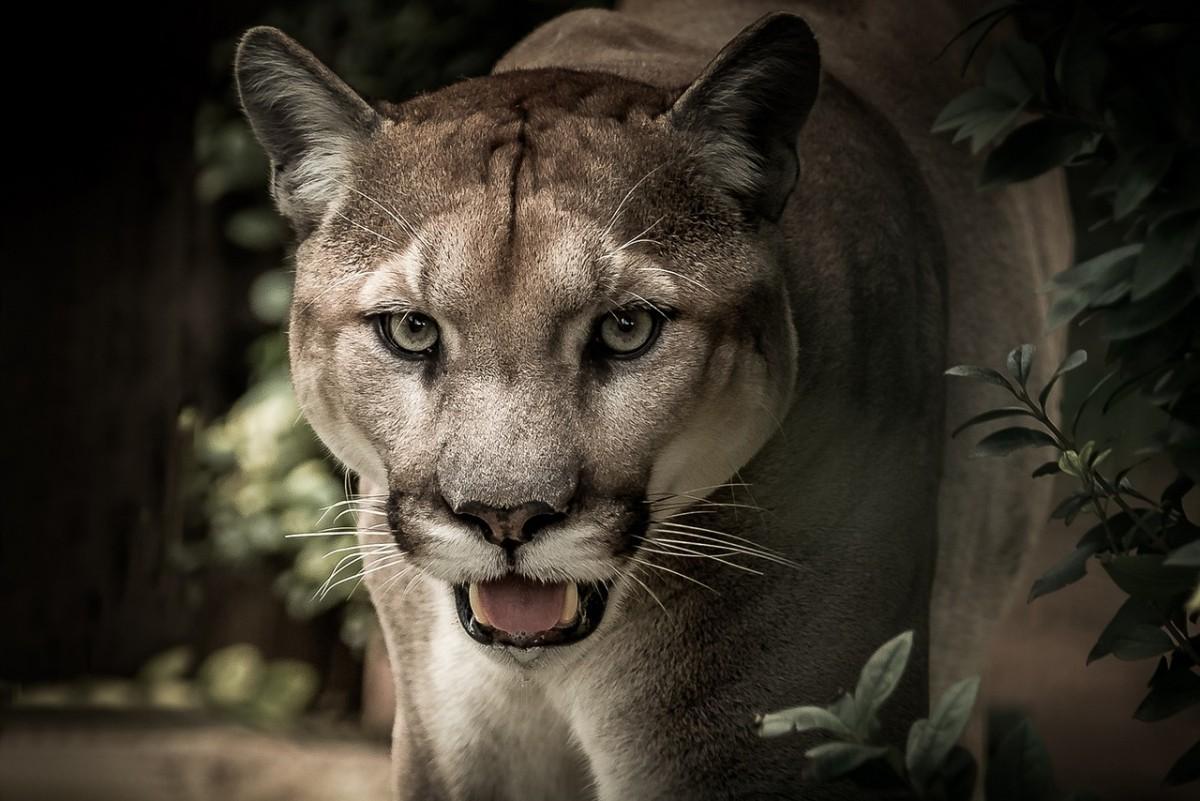 eastern cougar is among the wild animals alabama has on its ground