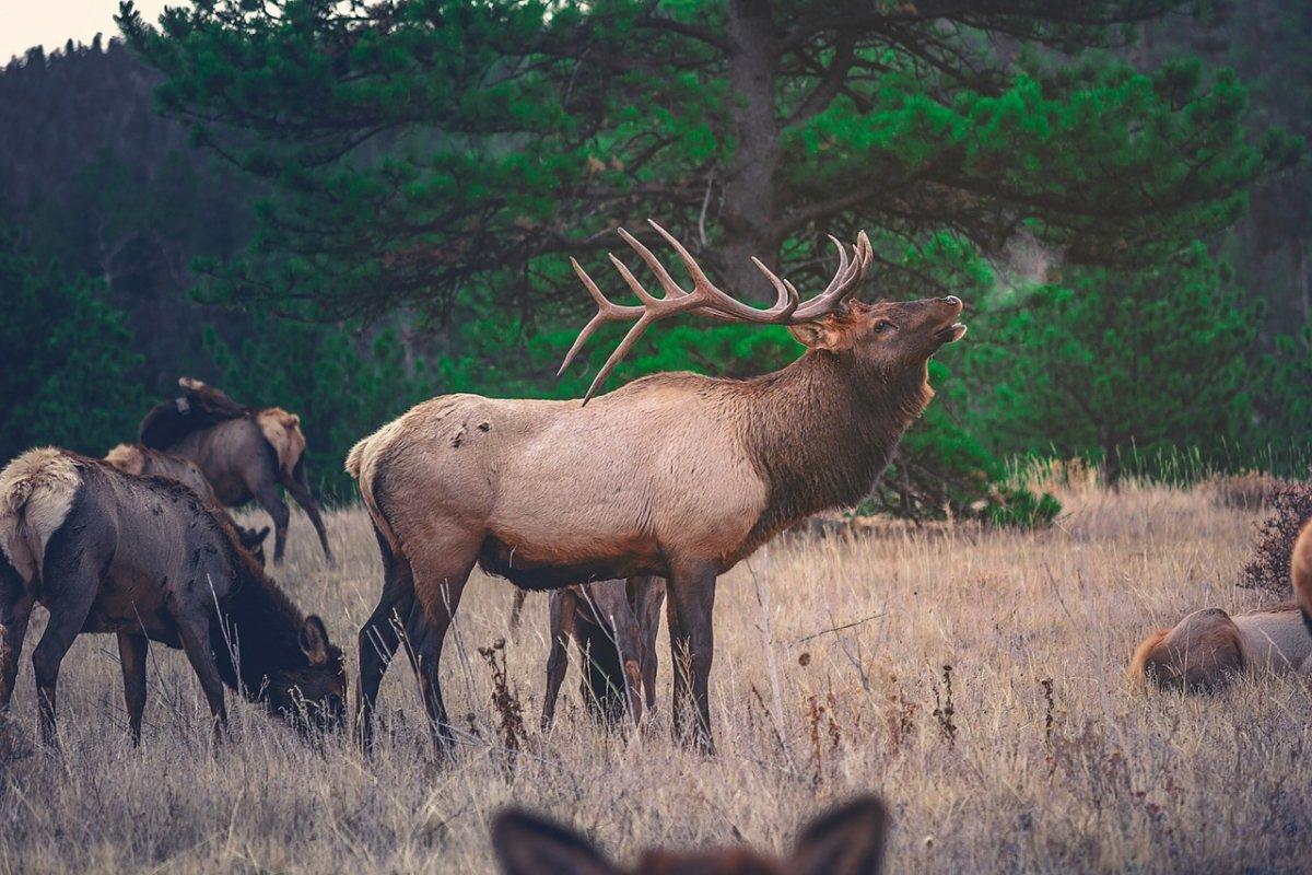 eastern elk is one of the wild animals in iowa