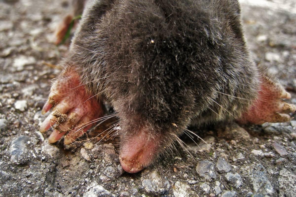 eastern mole is one of the indiana animals