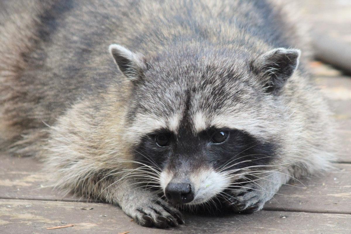 eastern raccoon is among the animals illinois has on its ground