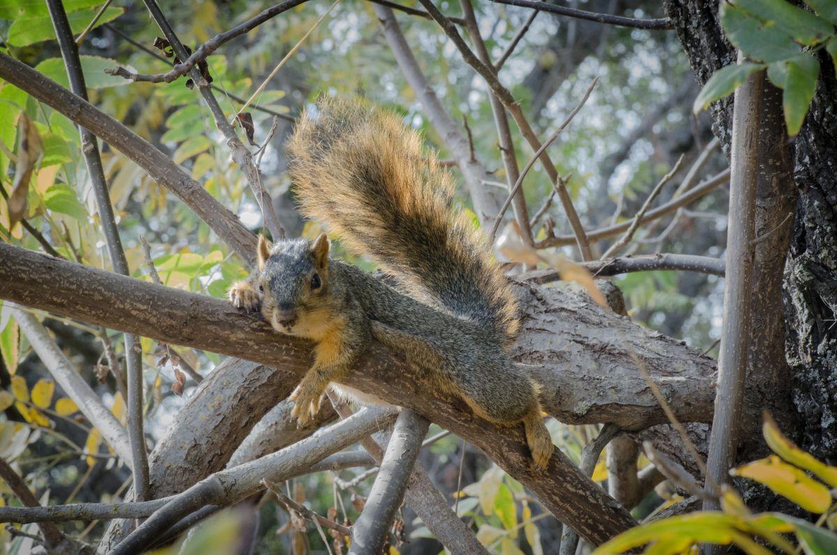 fox squirrel is among the wild animals in indiana