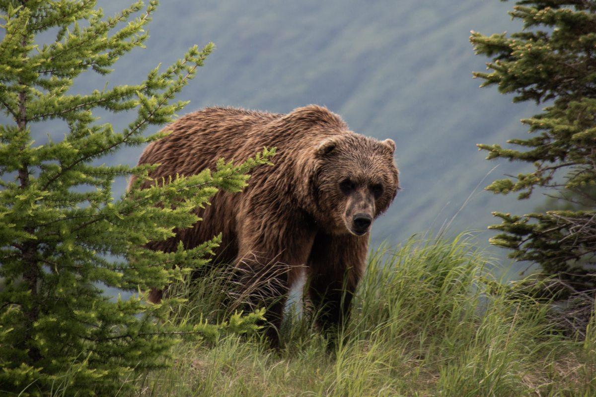 grizzly bear is part of the idaho animals list
