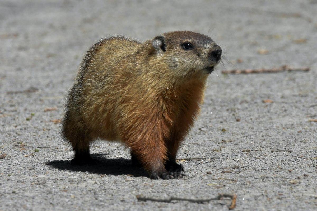 groundhog is one of the animals native to iowa