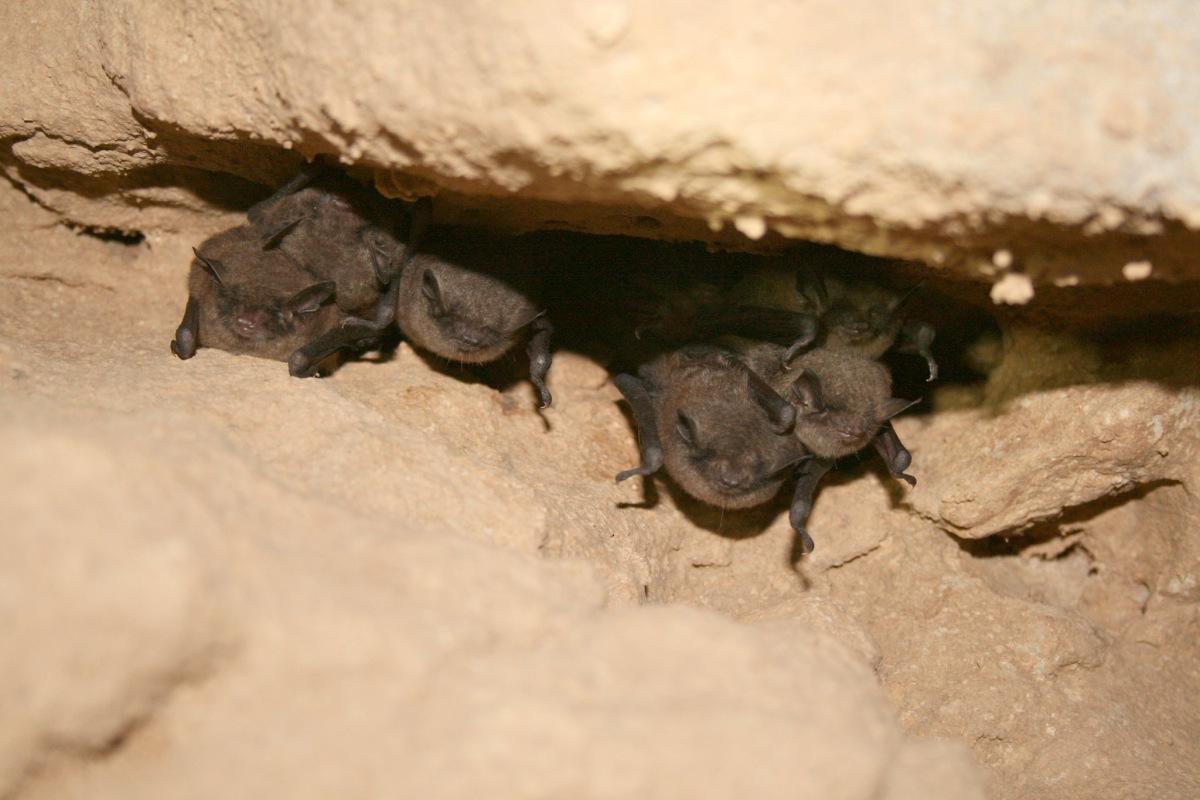 indiana bat is among the endangered animals iowa has on its ground