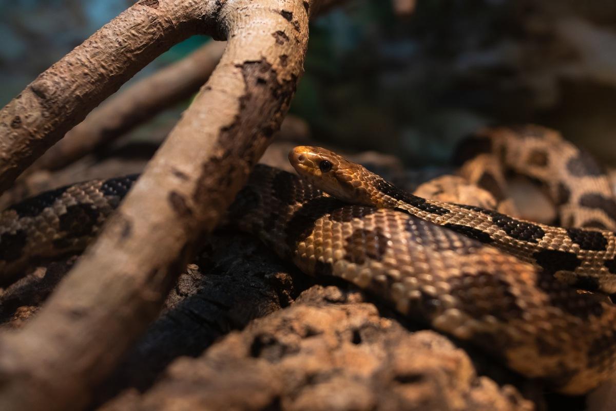 massasauga is among the animals native to indiana