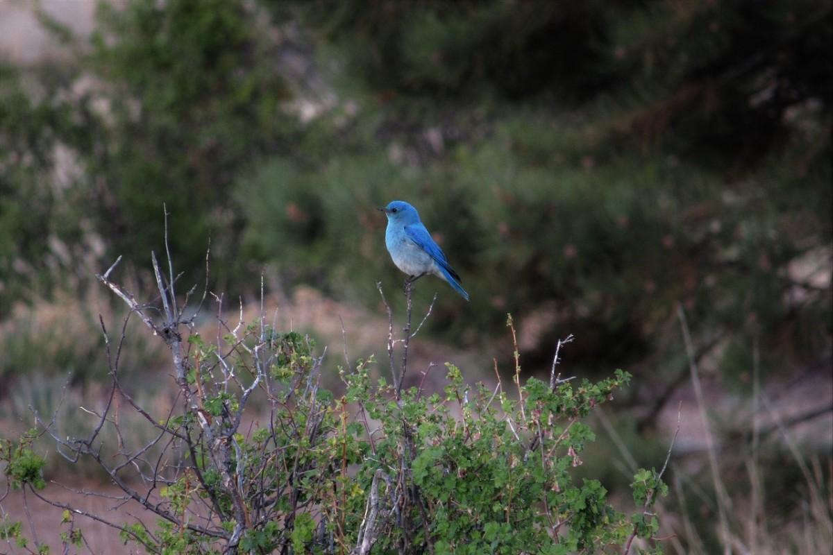 mountain bluebird