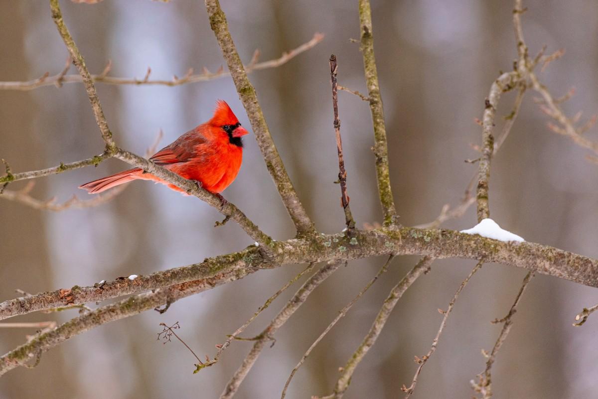 northern cardinal is indiana state animal