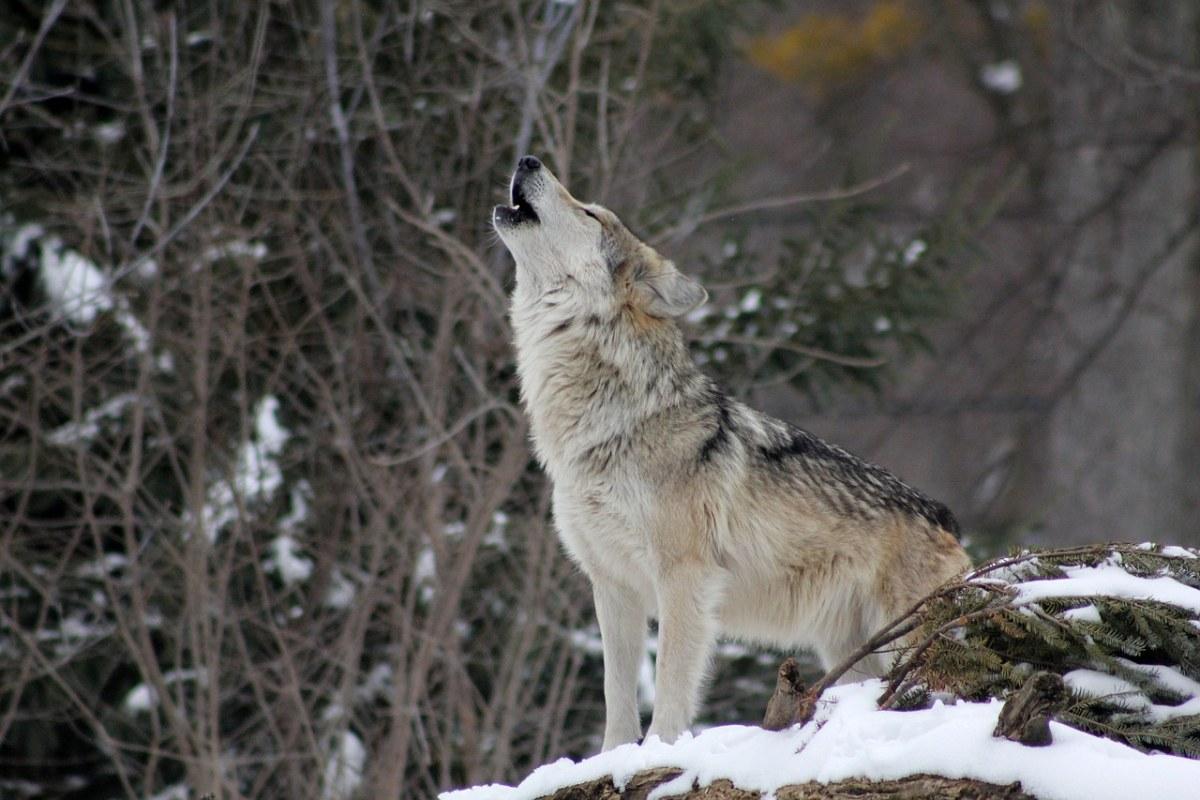 northwestern wolf is among the native animals of idaho
