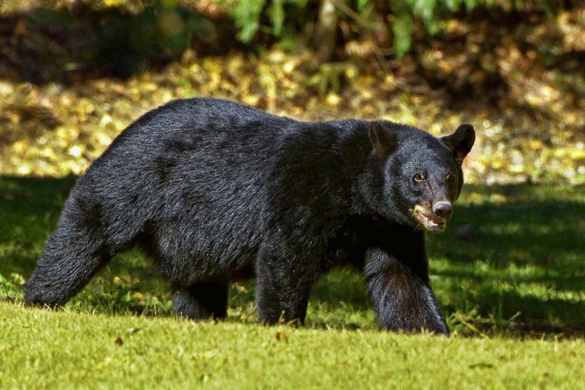 olympic black bear is part of the wildlife in idaho