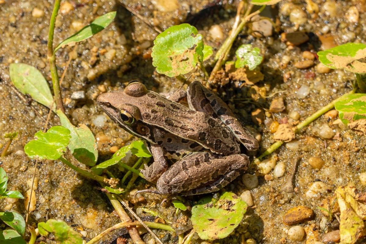 plains leopard frog is one of the endangered animals indiana has on its ground