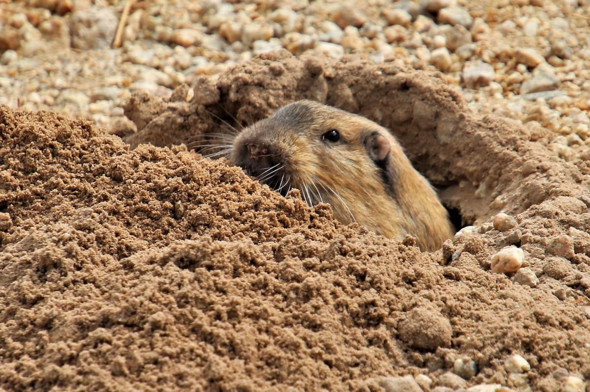plains pocket gopher is one of the native animals of illinois