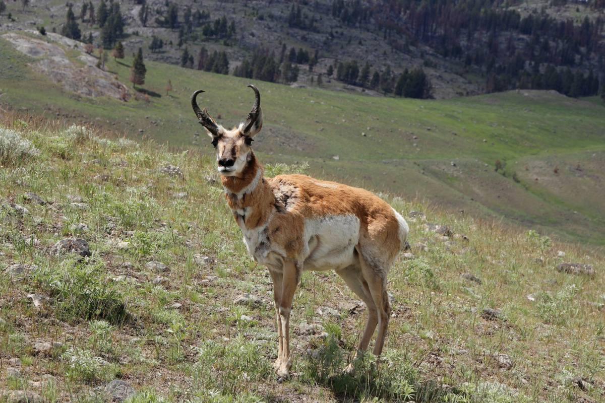 pronghorn is one of the animals native to idaho