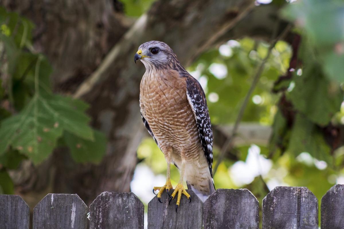 red-shouldered hawk