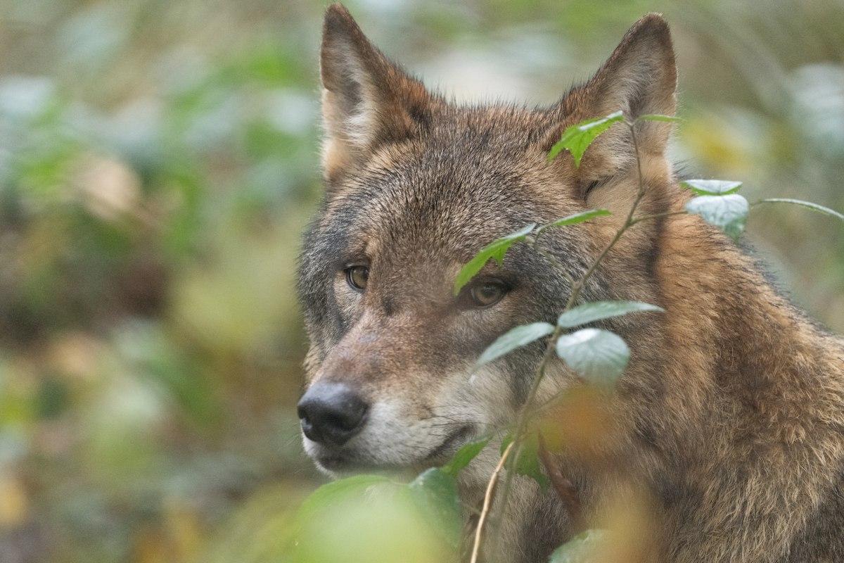 red wolf is among the endangered animals in alabama