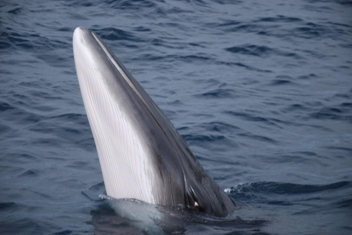 rice's whale is part of the alabama wildlife