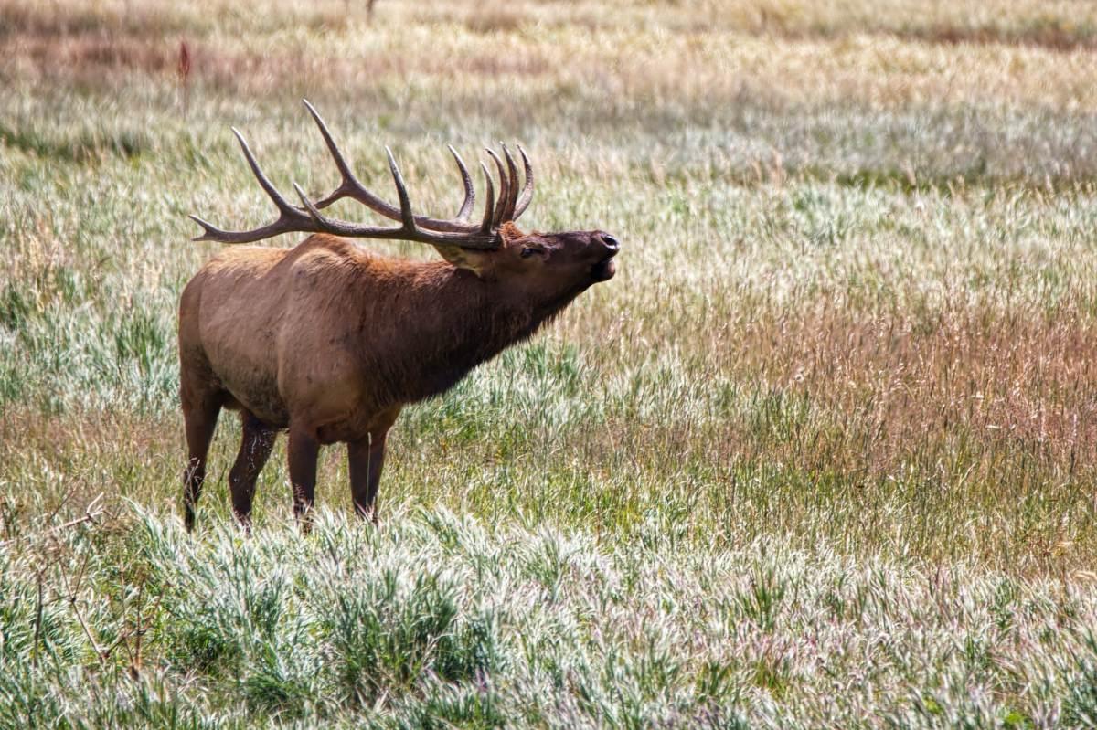 rocky mountain elk is one of the endangered species in idaho