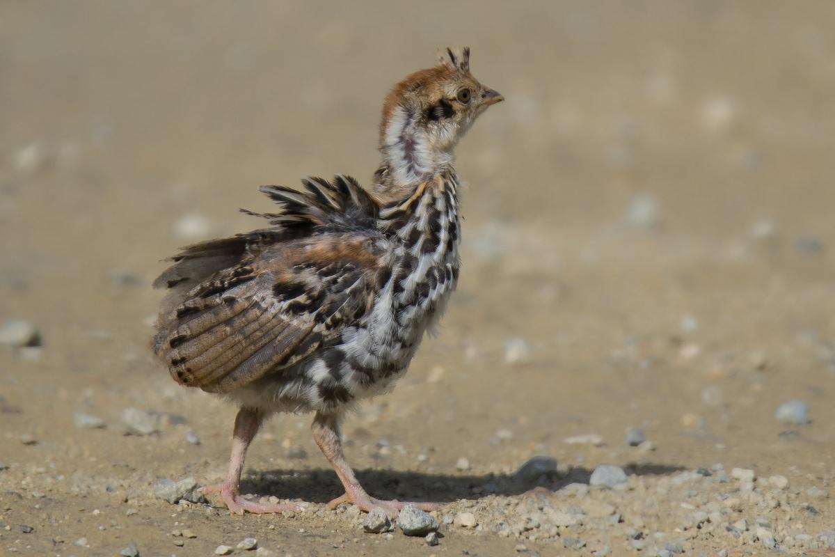 ruffed grouse is among the indiana species