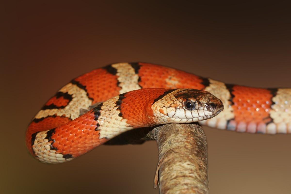 scarlet kingsnake is one of the animals native to alabama