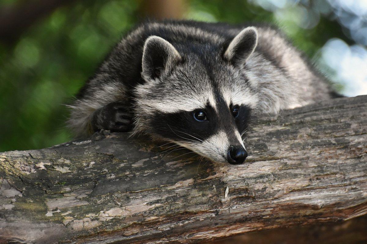 snake river valley raccoon