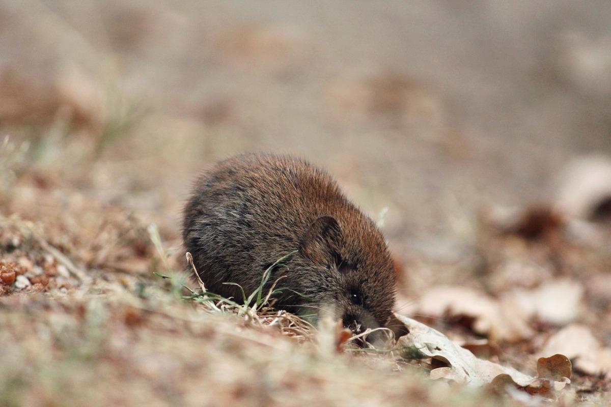 southern red-backed vole