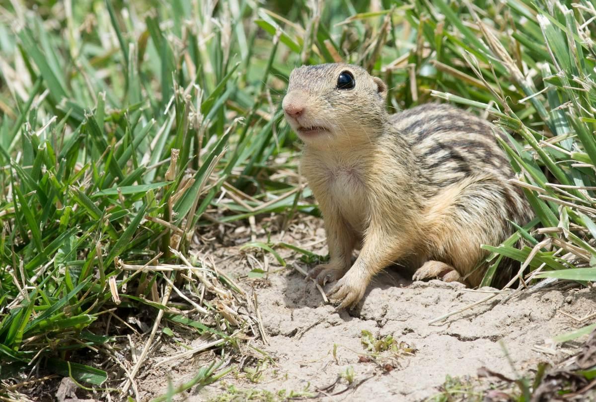 thirteen-lined ground squirrel is part of the illinois wildlife