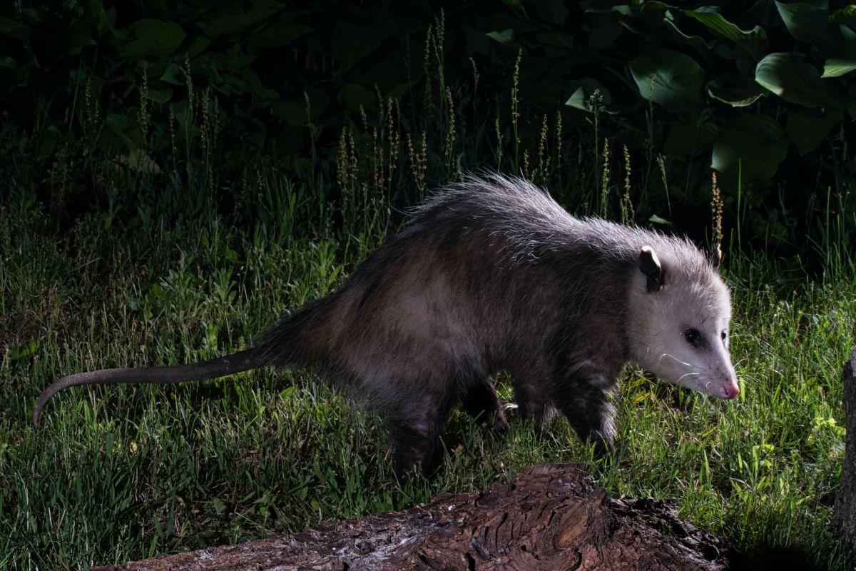 virginia opossum is part of the wildlife in illinois