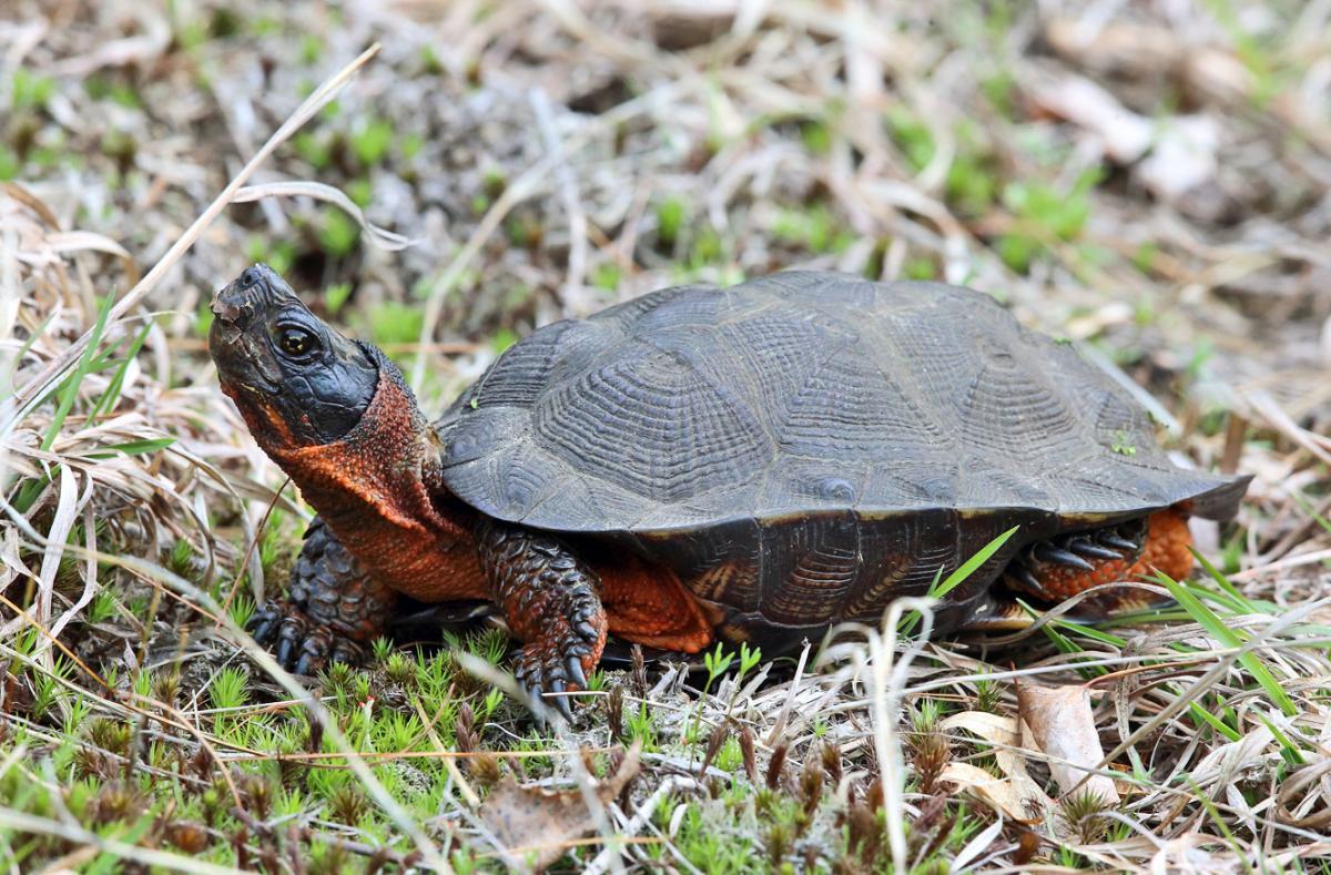 wood turtle is one of the endangered animals in iowa