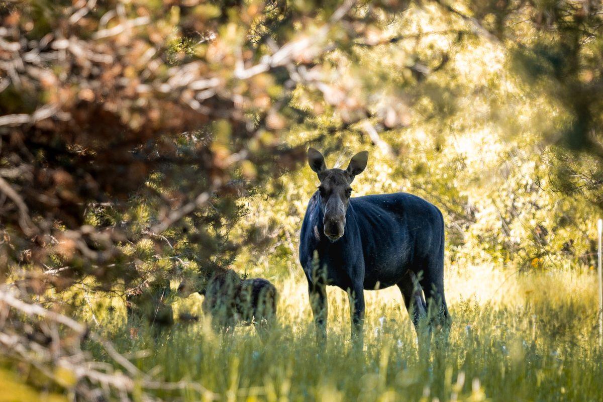 yellowstone moose can be included in the endangered animals in idaho