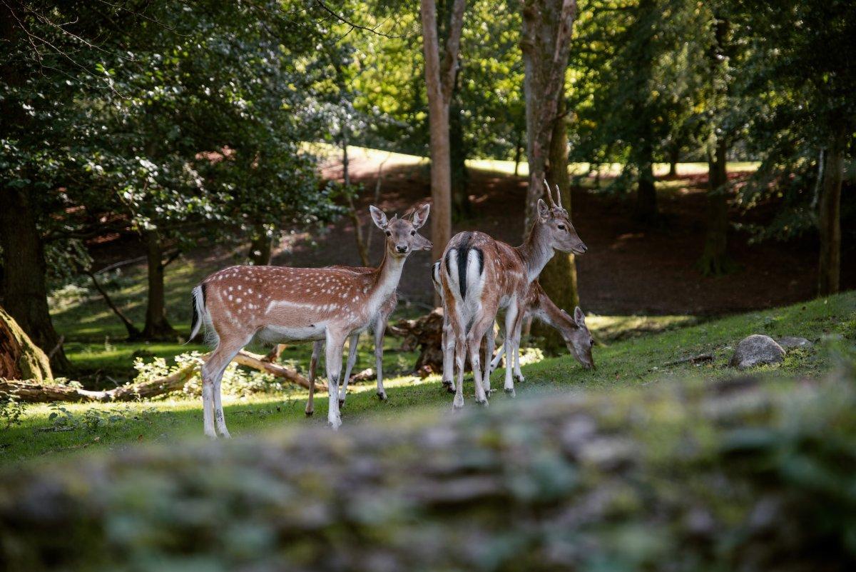 visiting marselisborg dyrehave is one of the best free things to do in aarhus