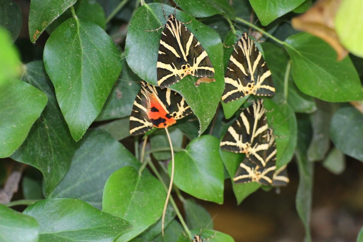 visiting the butterflies valley is a paros must do