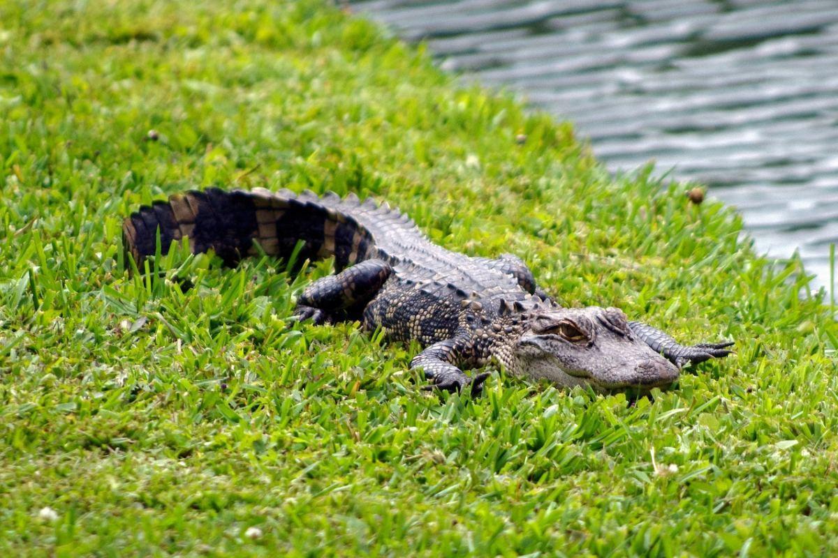 american alligator is among the animals native to united states