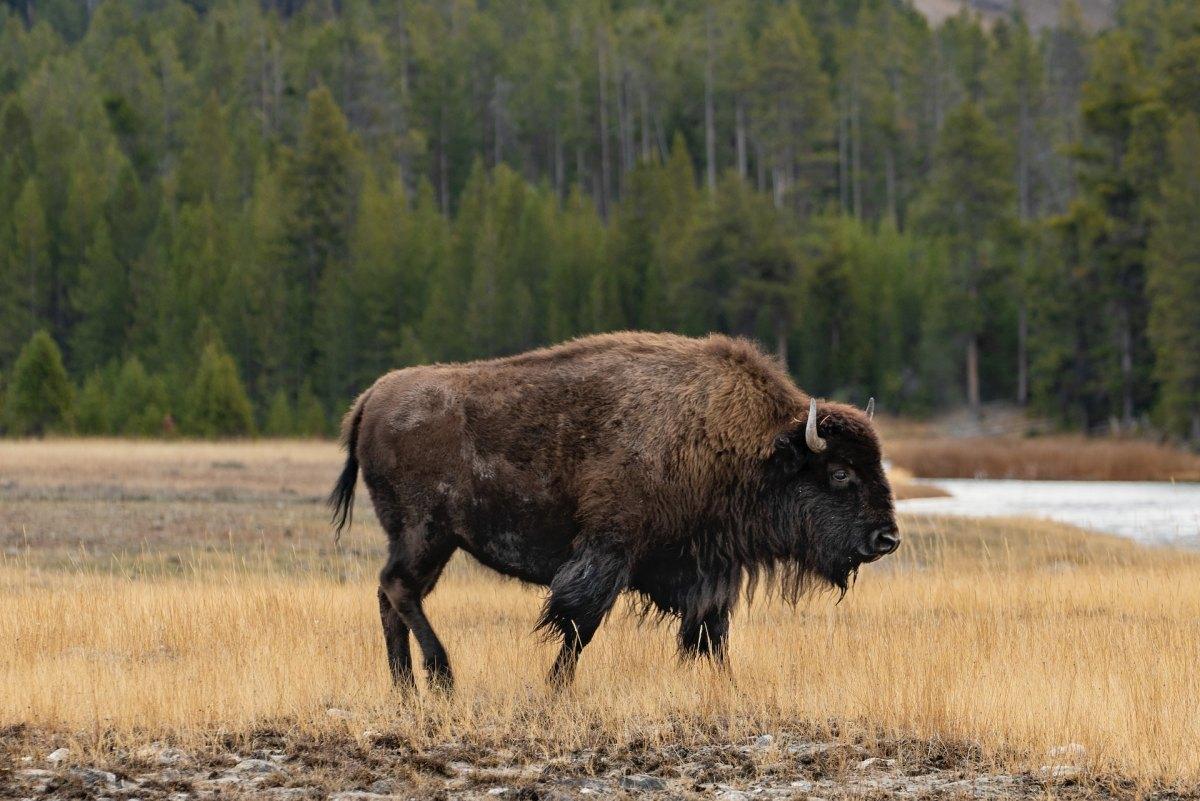 american bison is one of the famous american animals